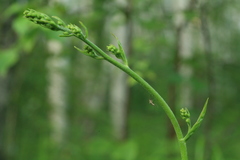 Veratrum maackii