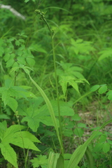 Veratrum maackii