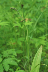 Veratrum maackii