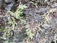 Selaginella repanda