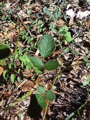 Desmodium rhytidophyllum