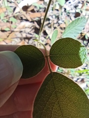 Desmodium rhytidophyllum