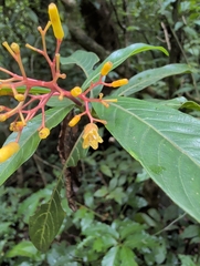 (c) Noland Martin, some rights reserved (CC BY) Palicourea padifolia, photograph (c) Noland Martin, some rights reserved (CC BY)