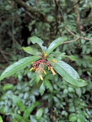 Palicourea padifolia, photograph (c) Noland Martin, some rights reserved (CC BY)