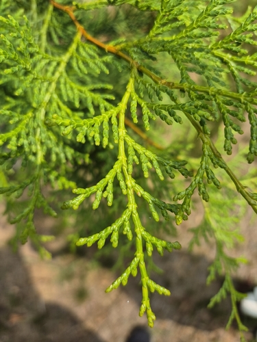 Chamaecyparis obtusa observed 2026-07-04