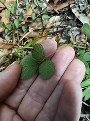 Desmodium rhytidophyllum