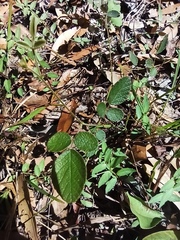 Desmodium rhytidophyllum