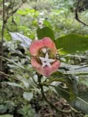 Palicourea elata, photograph (c) Noland Martin, some rights reserved (CC BY)