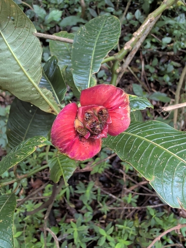 Palicourea elata, photograph 6