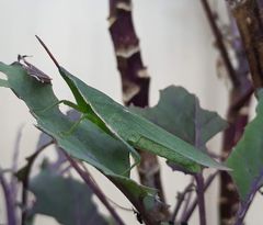 Atractomorpha australis