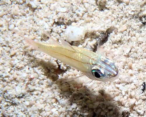 Ostorhinchus sealei observed 2026-05-15