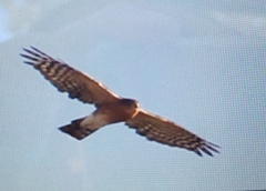 Accipiter rufiventris