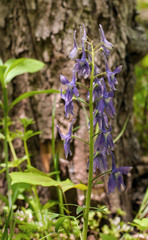 Delphinium tricorne