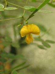Argyrolobium tomentosum