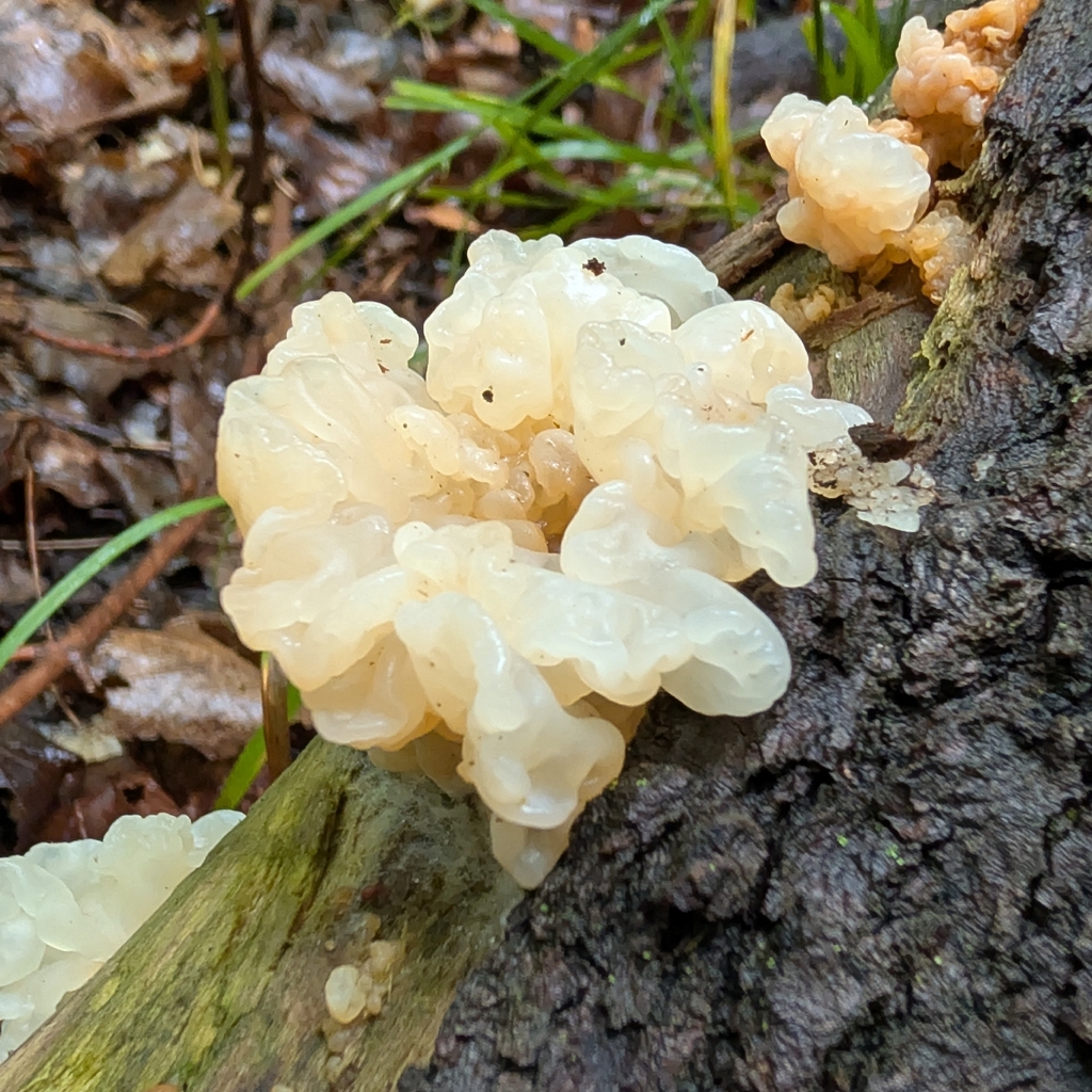 white jelly fungus · July 2026 · photo: Photo: no rights reserved · iNaturalist