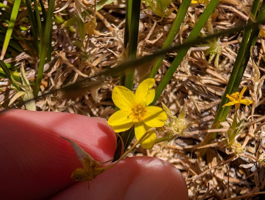 Leptosiphon parviflorus; photograph (c) Sergey, some rights reserved (CC BY)