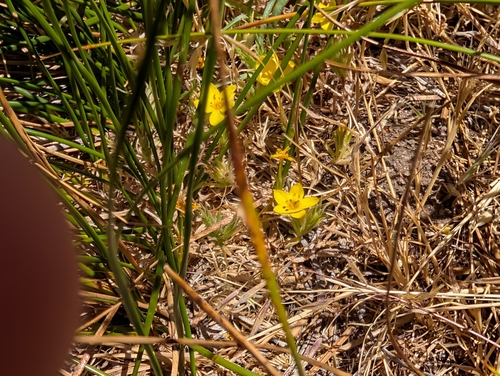 Leptosiphon parviflorus, photograph 1