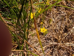 (c) Sergey, some rights reserved (CC BY) Leptosiphon parviflorus, photograph (c) Sergey, some rights reserved (CC BY)