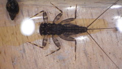 Stenacron interpunctatum