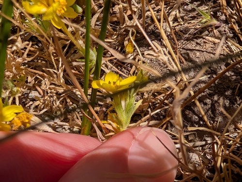Leptosiphon parviflorus, photograph 2