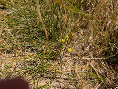 (c) Sergey, some rights reserved (CC BY) Leptosiphon parviflorus, photograph (c) Sergey, some rights reserved (CC BY)