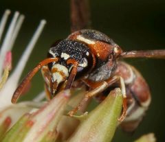 Antepipona