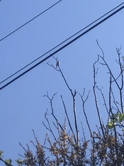 Curruca communis