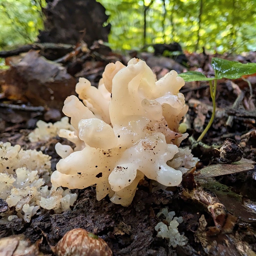 white coral jelly fungus