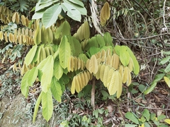 Millettieae