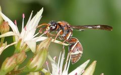 Antepipona