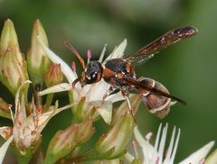 Antepipona