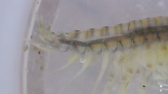 Gammarus fasciatus