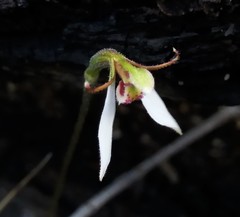 Eriochilus collinus