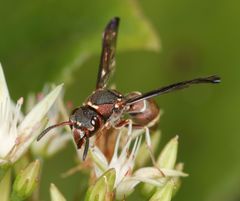 Antepipona