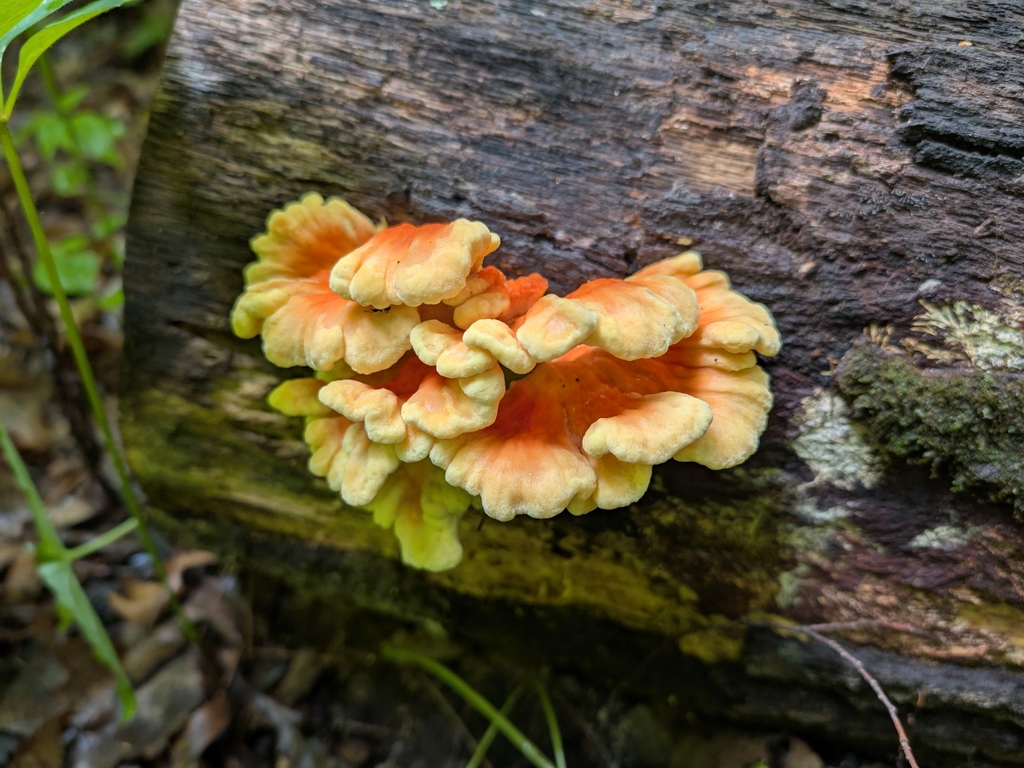 chicken of the woods · July 2026 · photo: Photo: no rights reserved · iNaturalist