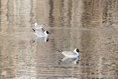 Chroicocephalus ridibundus