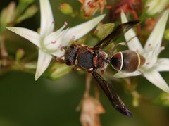 Antepipona