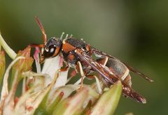 Antepipona