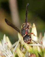Antepipona