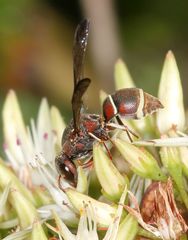 Antepipona