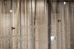 Chroicocephalus ridibundus