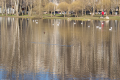 Chroicocephalus ridibundus