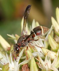 Antepipona