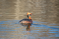 Podiceps auritus