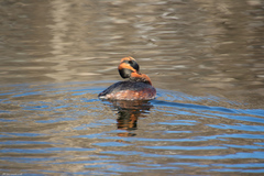 Podiceps auritus