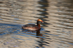 Podiceps auritus