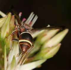 Antepipona