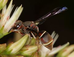 Antepipona