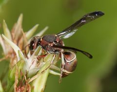 Antepipona