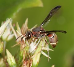Antepipona